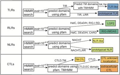 Cnidarian Pattern Recognition Receptor Repertoires Reflect Both Phylogeny and Life History Traits